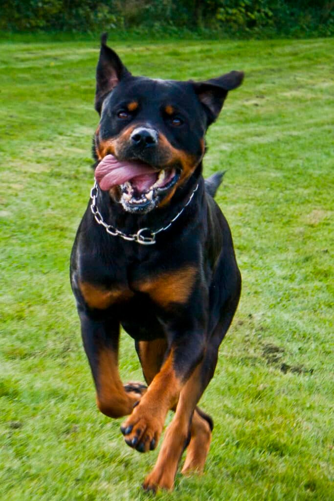 Rottweiler qui court joyeusement vers lâobjectif dans lâherbe