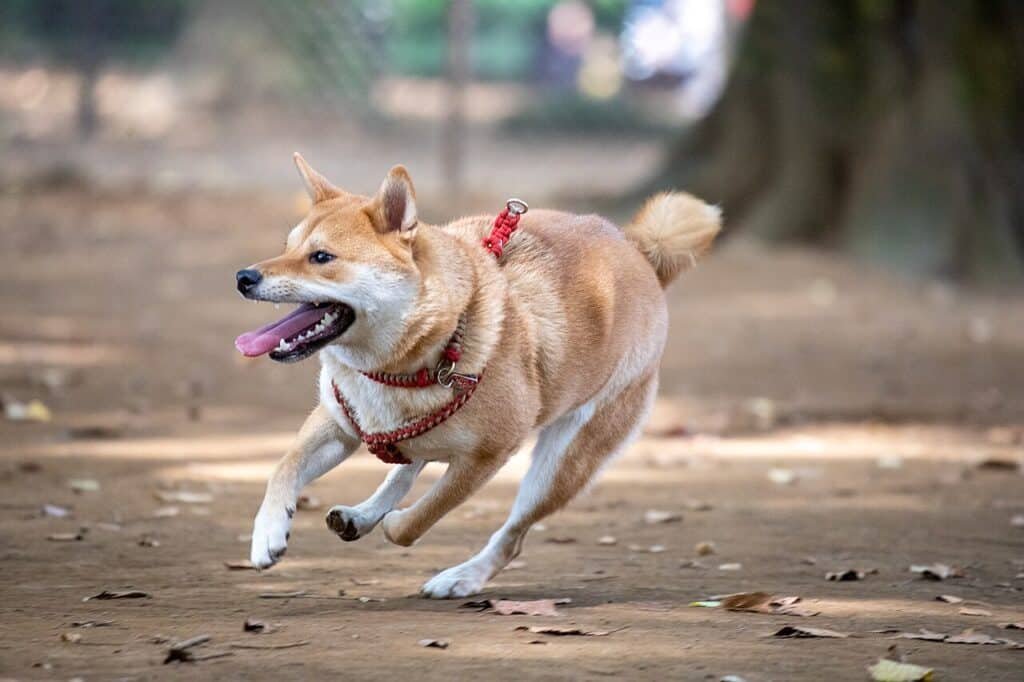 Shiba inu lancé à pleine vitesse