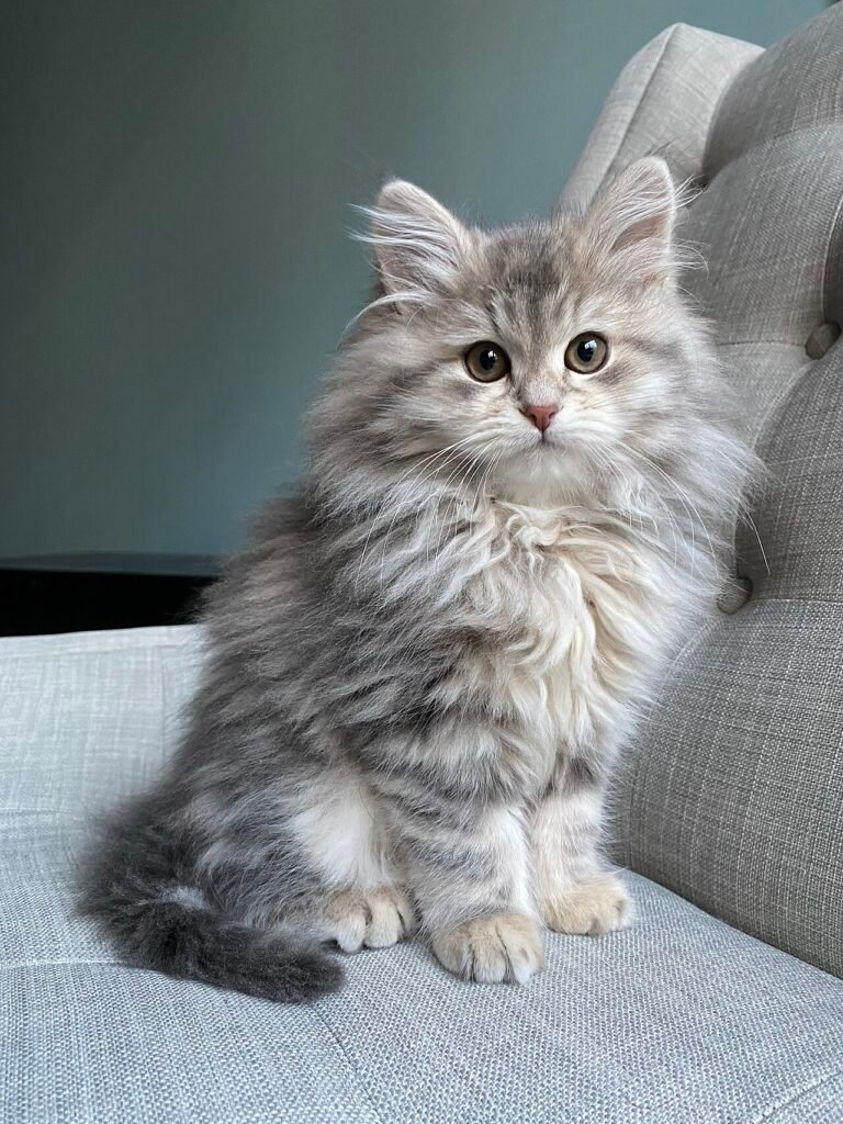 Chaton Sibérien de 3 mois au pelage tabby argenté