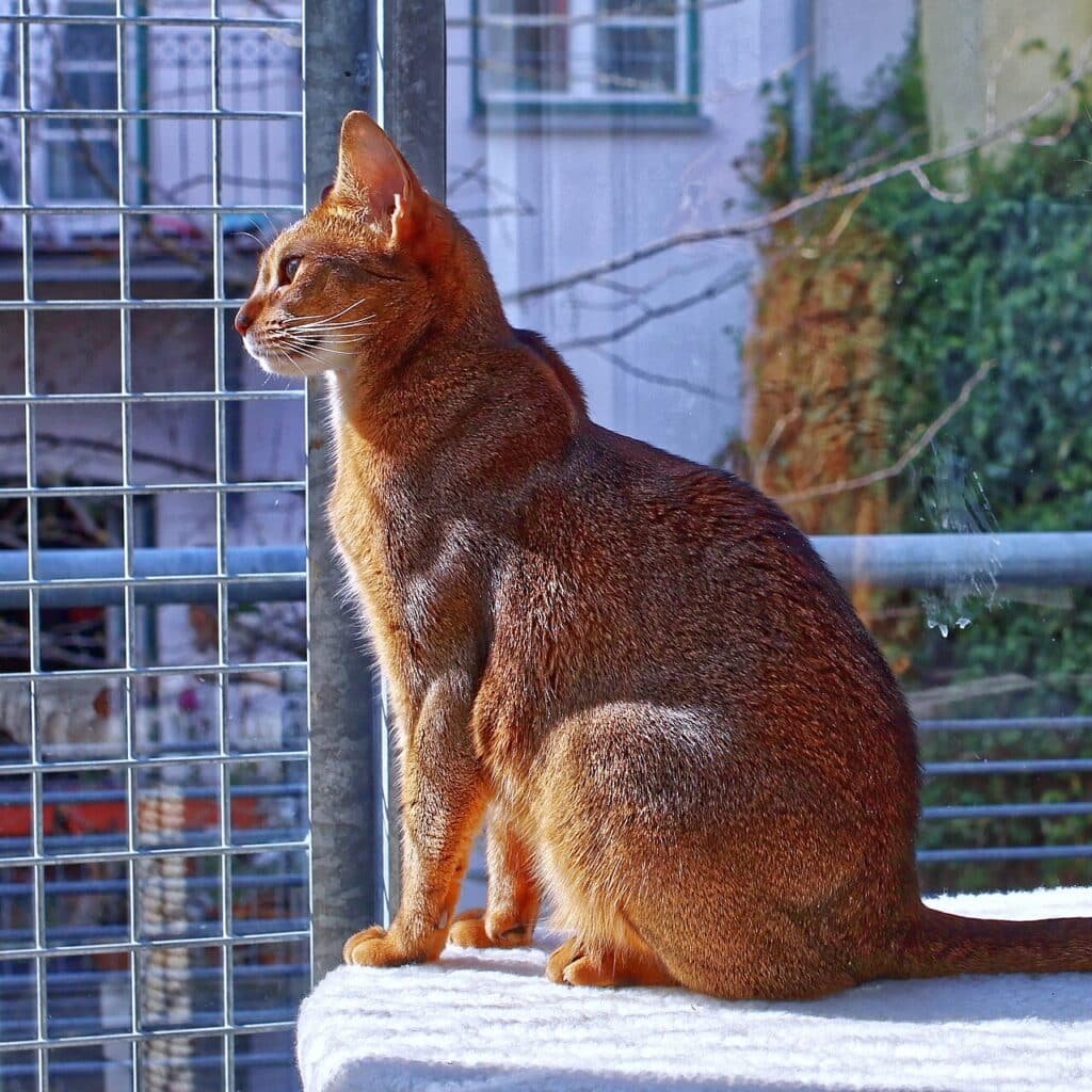 Abyssin roux assis au soleil sur un balcon