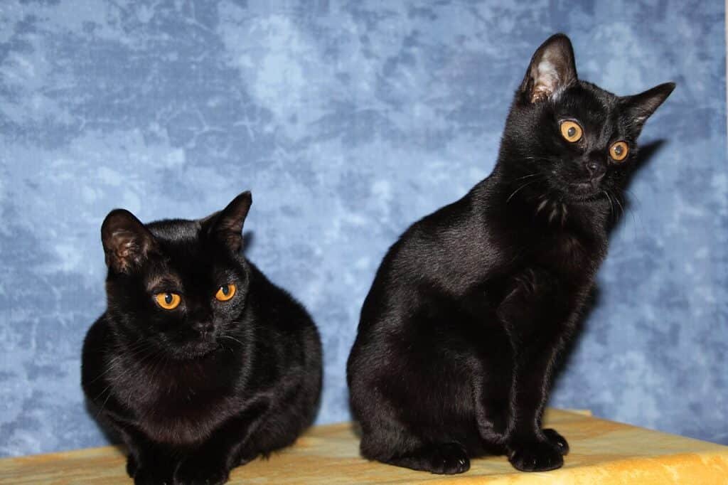 Deux chats Bombay noirs aux yeux cuivre