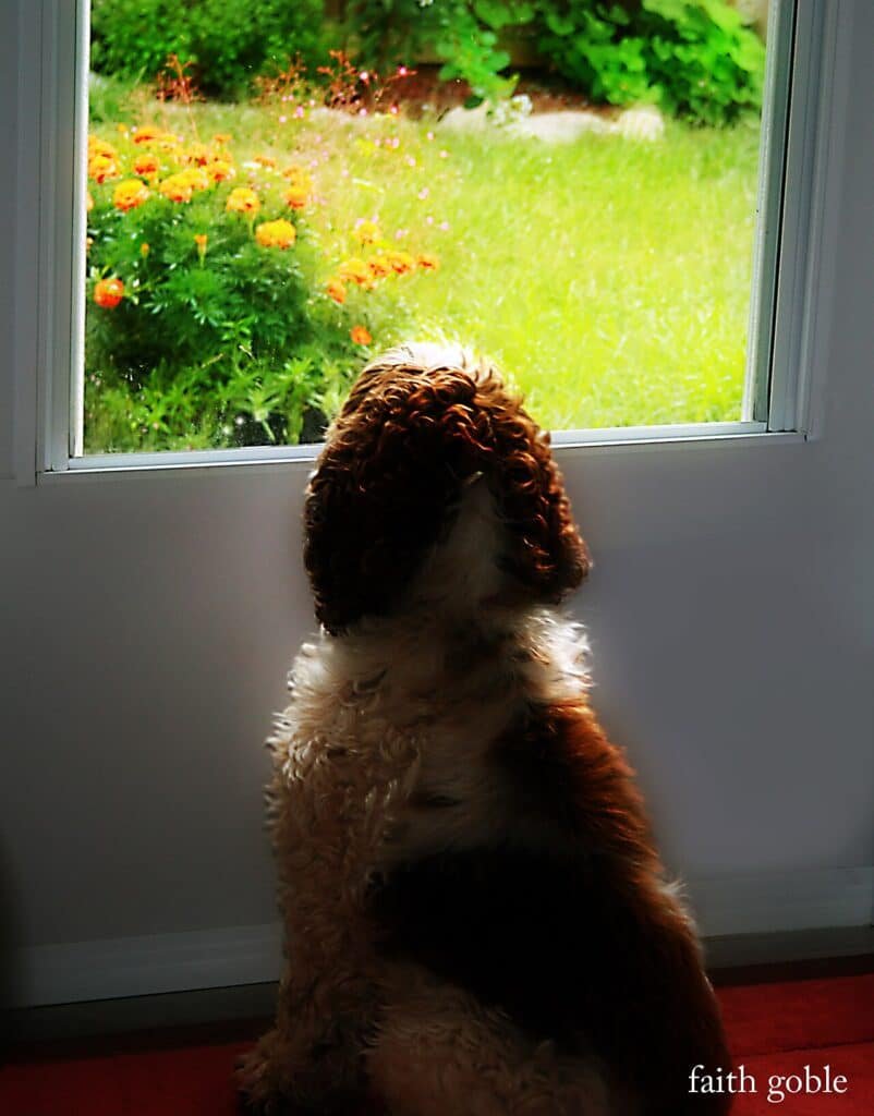 Chien de dos assis devant une porte vitrée, qui regarde dehors