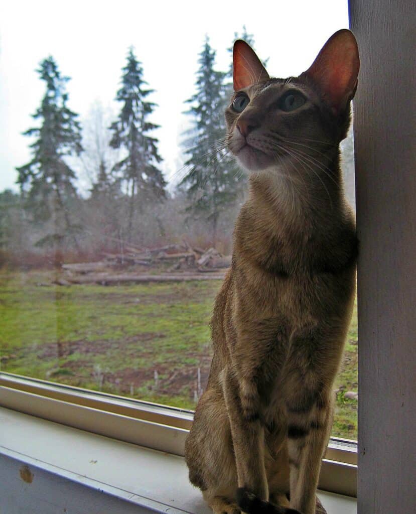 Chat Oriental assis devant une fenêtre