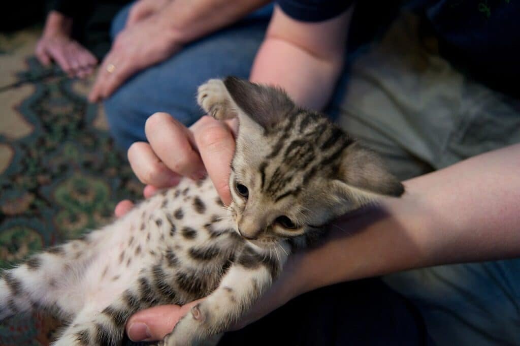 Chaton Savannah d'un mois au pelage tacheté