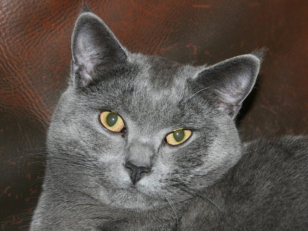 Chat Chartreux gris bleu aux yeux cuivrés