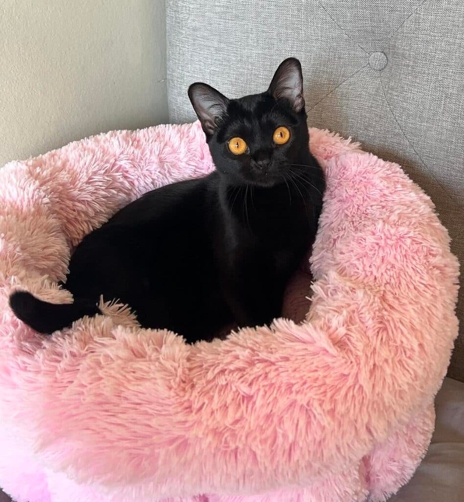 Chat Bombay noir couché dans un panier rose