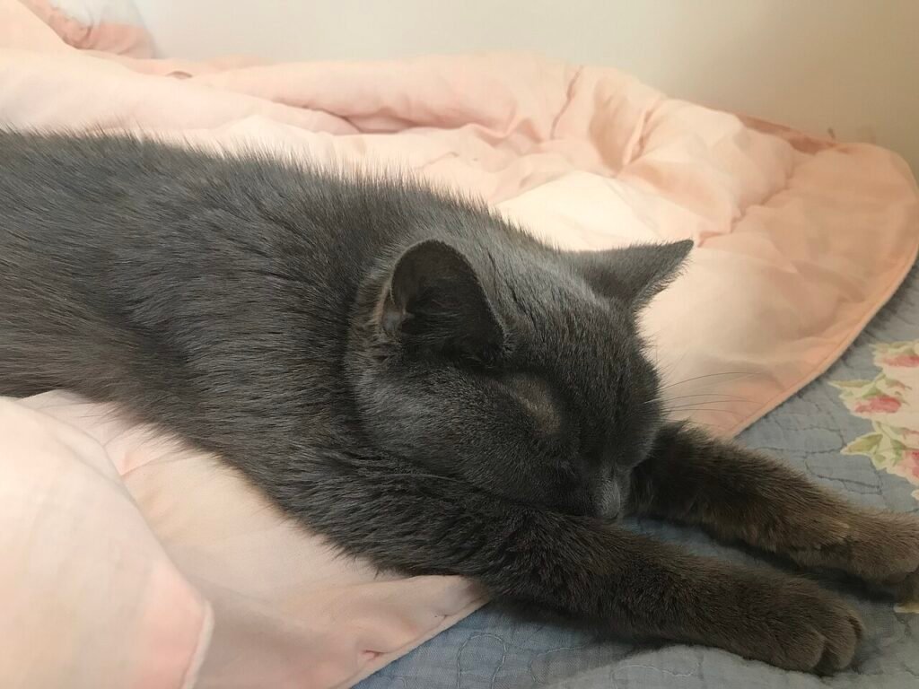 Chat gris âgé endormi sur un lit