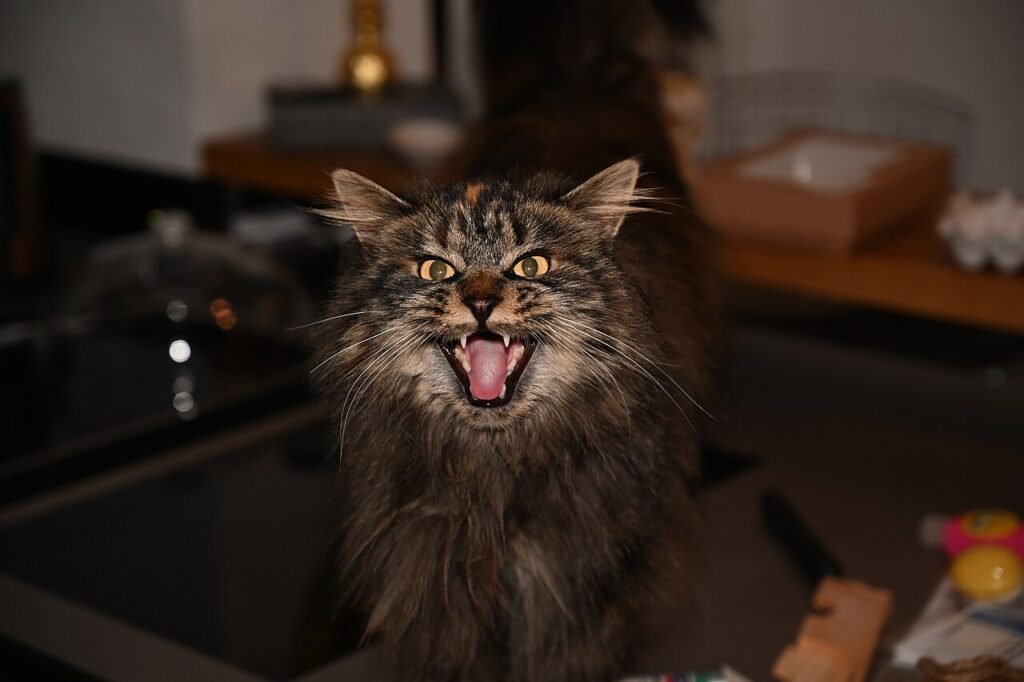 Maine Coon tigré qui miaule, gueule grande ouverte, dans un salon