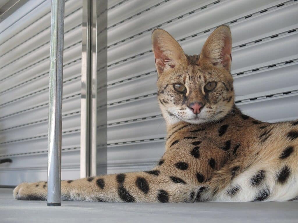 Savannah adulte couché, pelage tacheté et grandes oreilles
