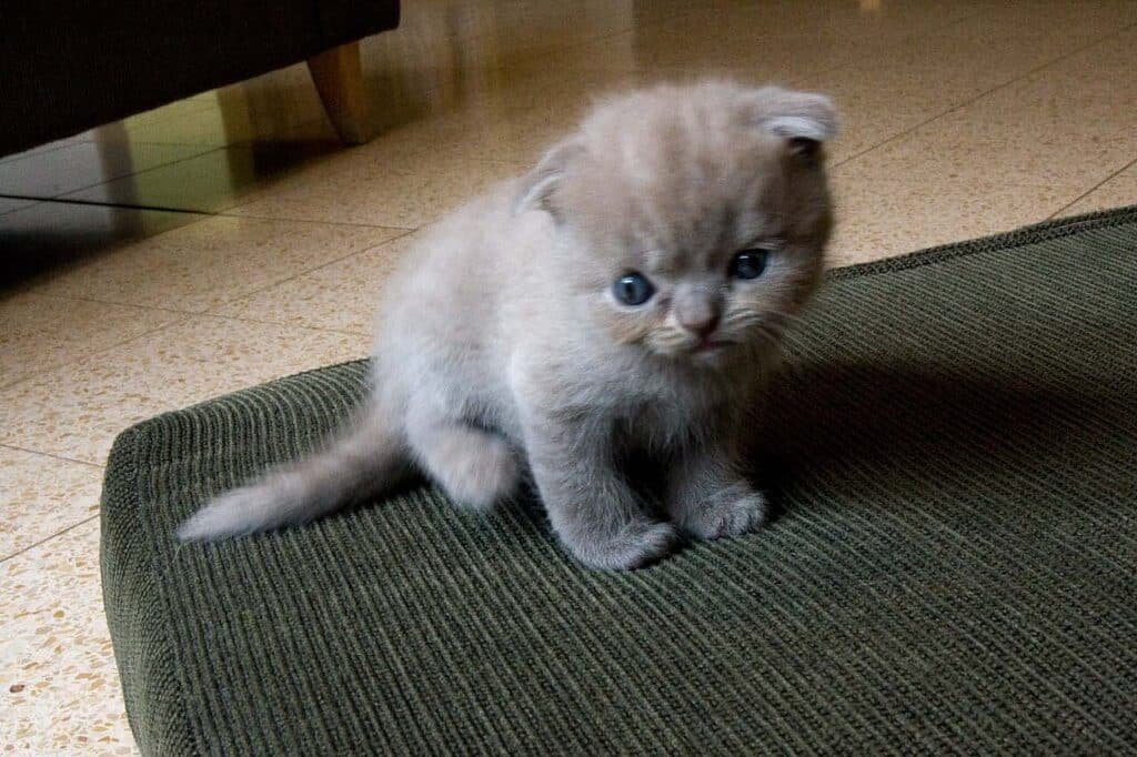Chaton Scottish Fold bleu aux oreilles repliées