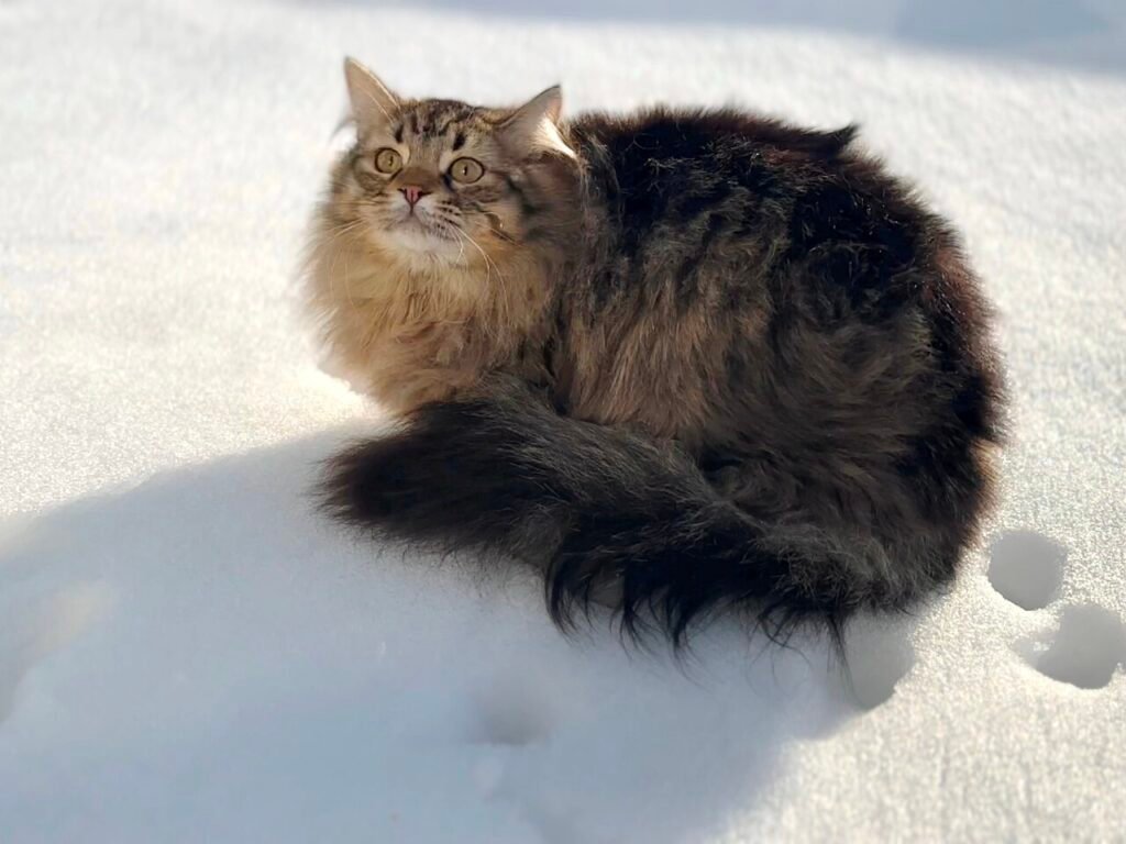 Sibérien adulte tabby couché dans la neige