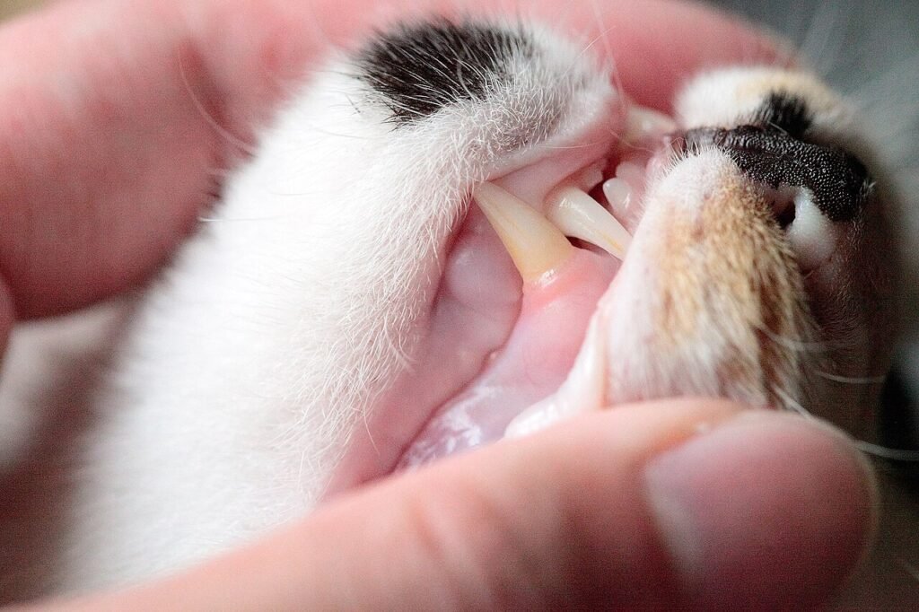 Lèvre d’un chat soulevée pour examiner ses dents et ses gencives