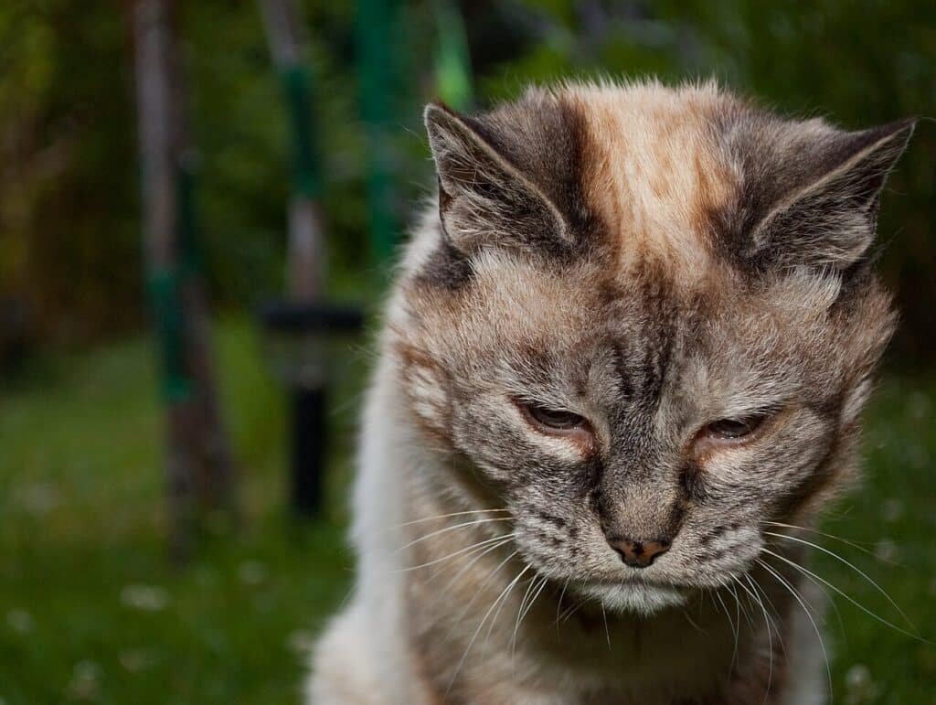 Chatte âgée de 20 ans au regard fatigué