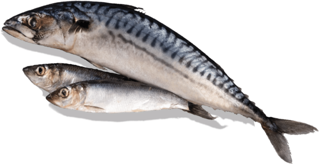 Poissons entiers utilisés dans les recettes Acana