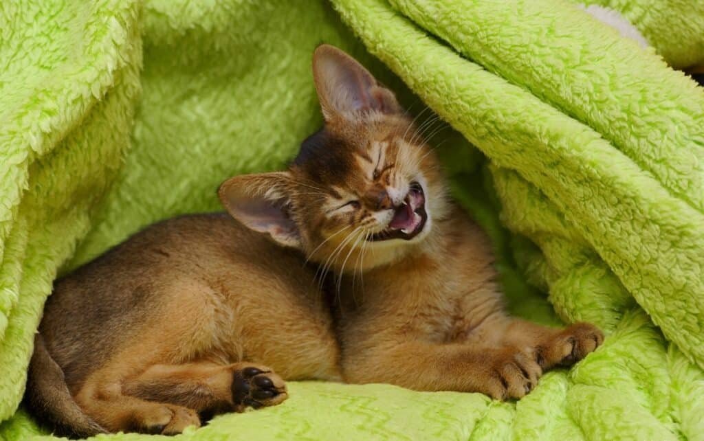 Chaton Abyssin roux blotti dans une couverture