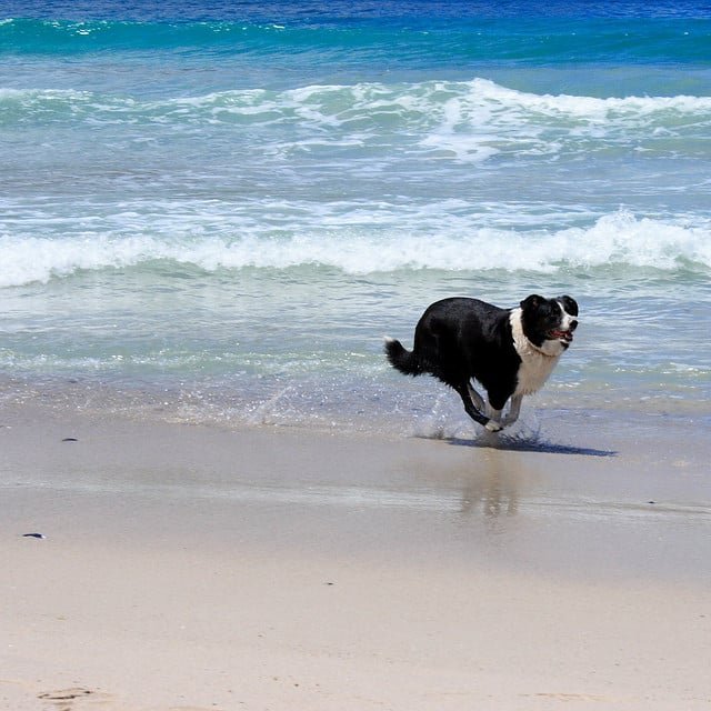 Border collie qui court sur une plage à marée basse