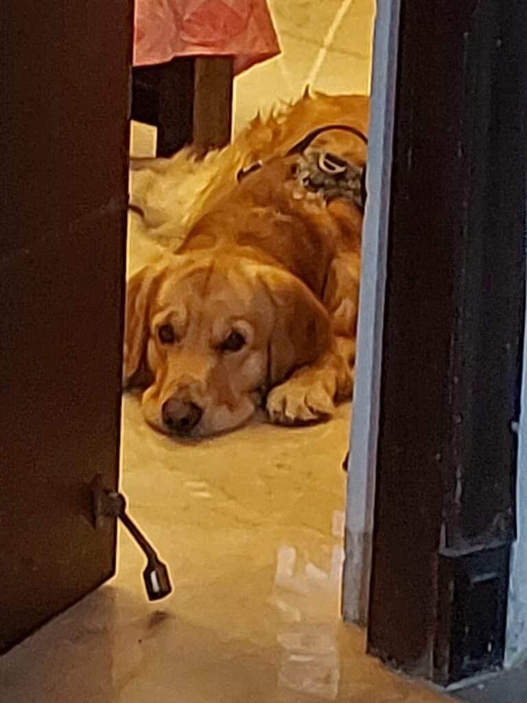 Golden retriever couché sur le seuil d'une porte
