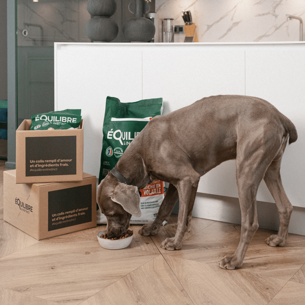 Grand chien qui mange ses croquettes Équilibre & Instinct à côté du colis livré