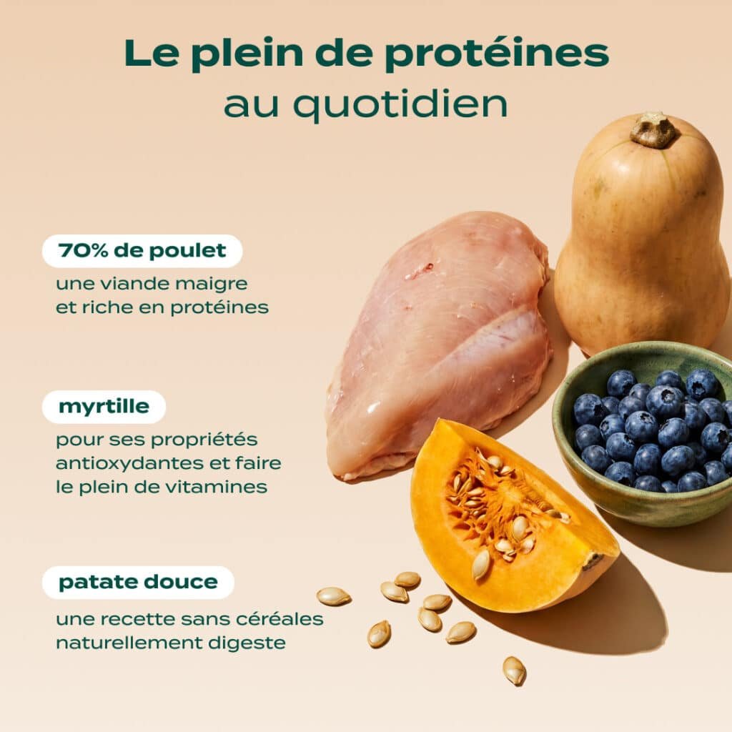 Ingrédients des croquettes Franklin Poulet, Courge, Myrtille : poulet, courge, myrtilles et patate douce