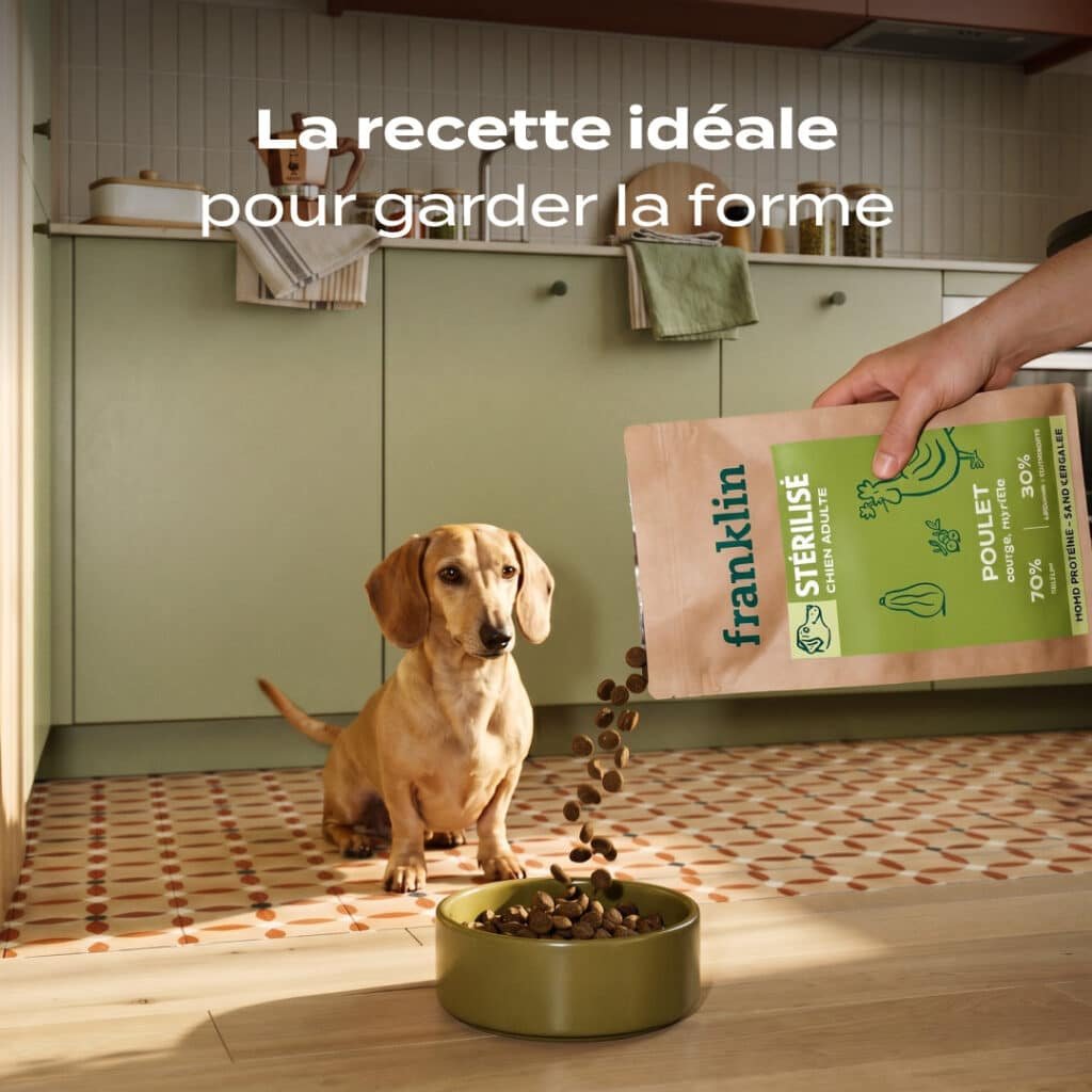 Teckel devant sa gamelle de croquettes Franklin Stérilisé poulet, courge, myrtille pour chien