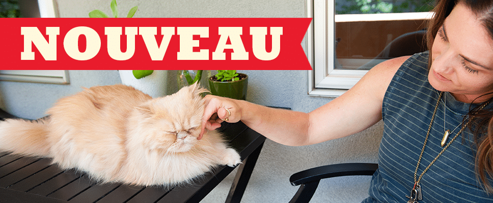 Chat persan caressé par sa maîtresse, visuel officiel Acana pour la nouvelle gamme chat