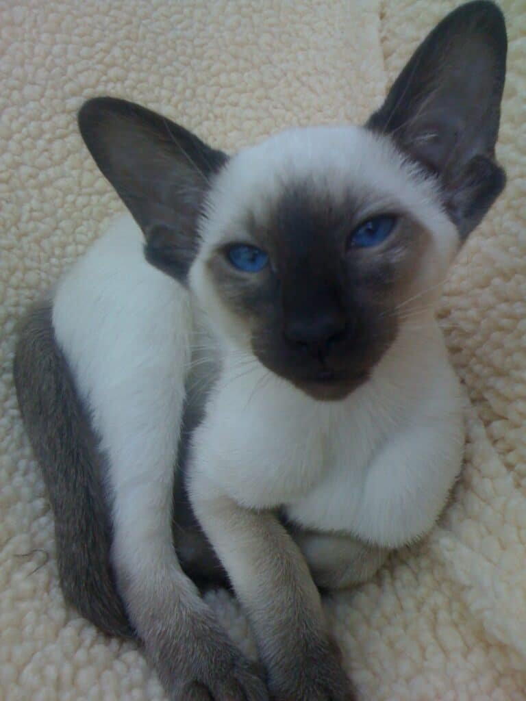 Chaton siamois seal point de 3 mois aux yeux bleus