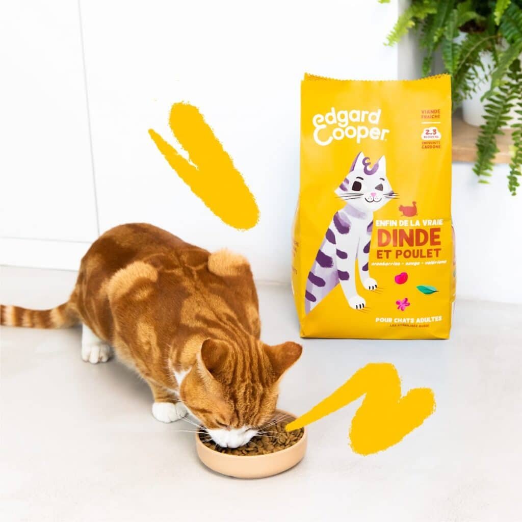 Chat roux devant sa gamelle de croquettes Edgard & Cooper Dinde et Poulet