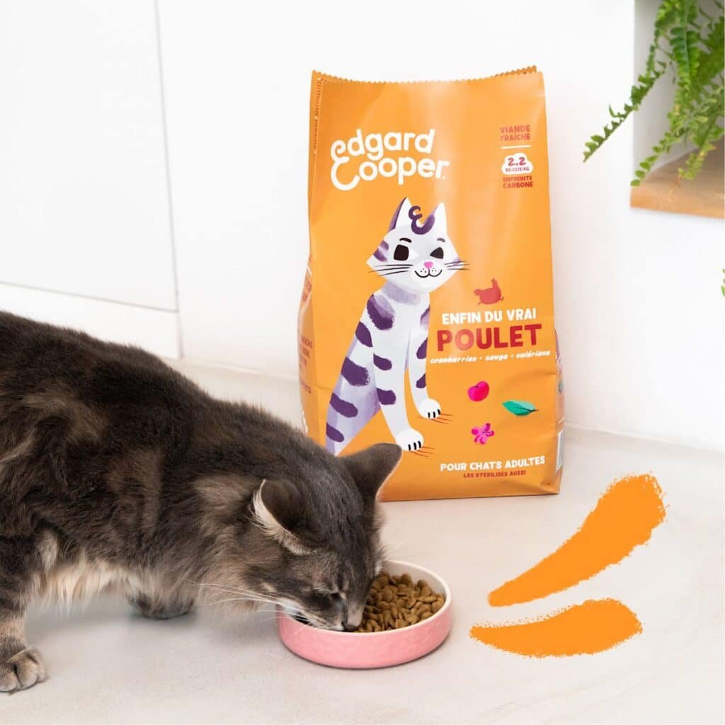 Chat gris qui mange des croquettes Edgard & Cooper Poulet frais devant le sac