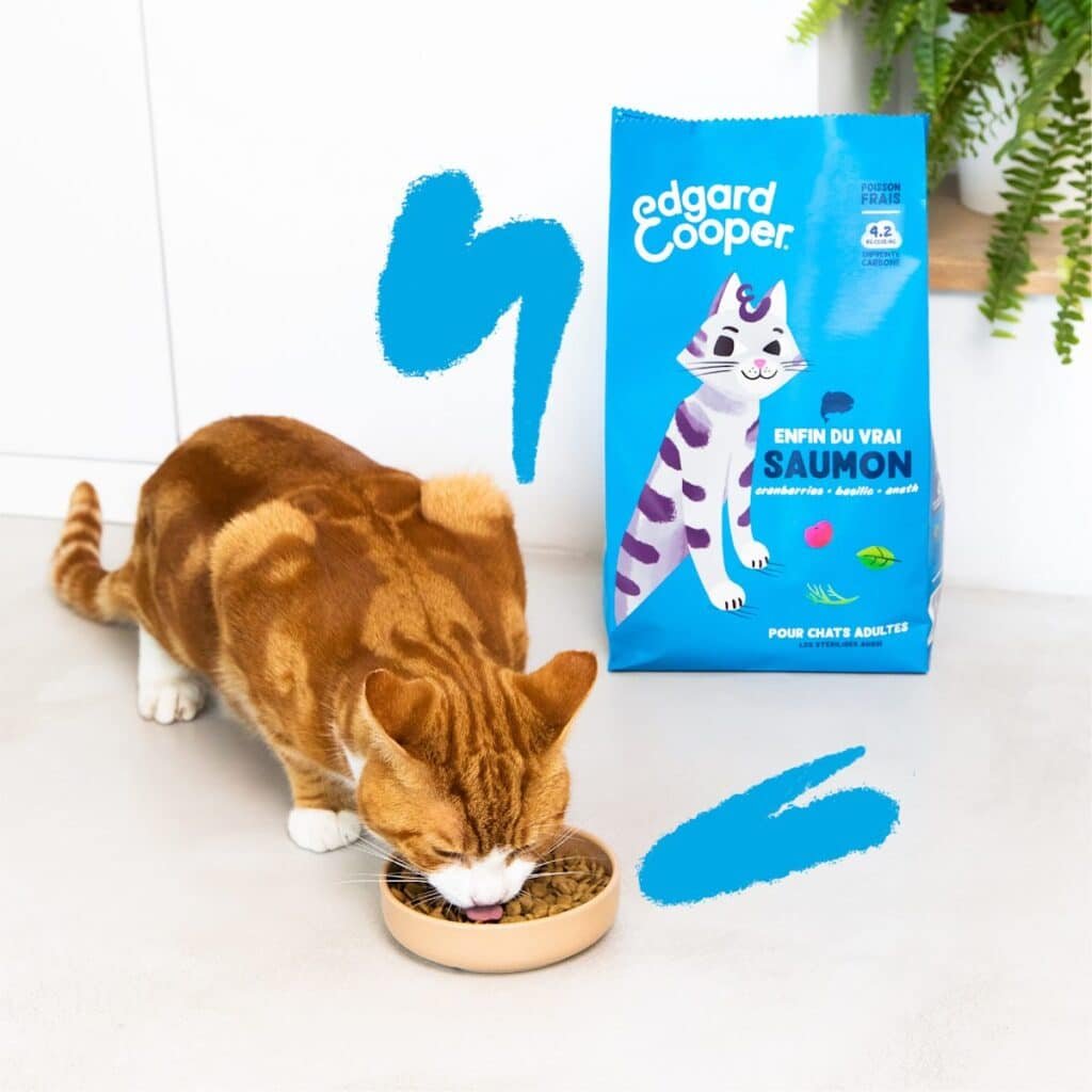Chat roux qui mange des croquettes Edgard & Cooper au saumon