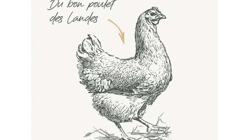 Croquettes Bab’in : notre avis sur la Medium Adulte