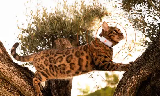 Mon avis sur le GPS Weenect : le meilleur pour ton animal ?