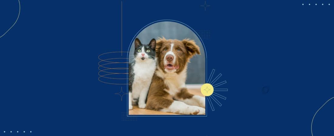 Pourquoi mon chat miaule beaucoup : comprendre son langage