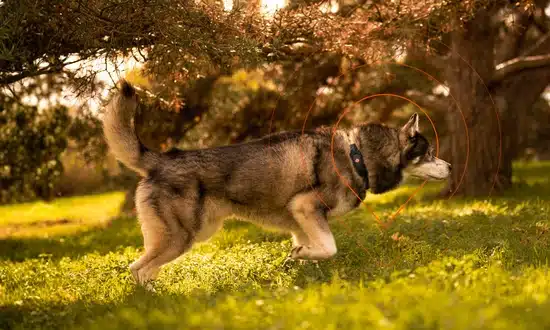 Chien équipé du collier GPS Weenect XT en pleine nature