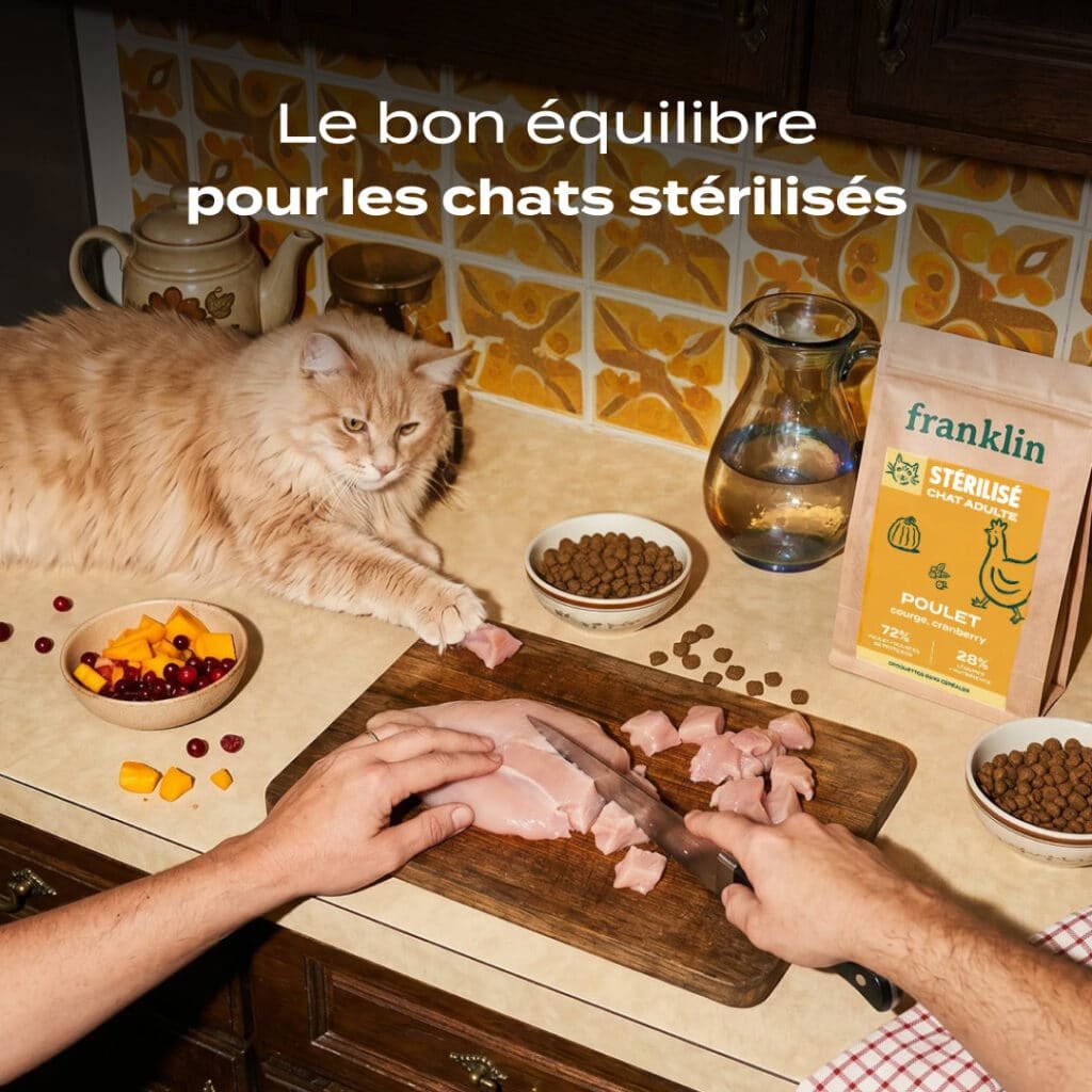 Chat roux près d'un sac de croquettes Franklin Stérilisé poulet, courge, cranberry pour chat