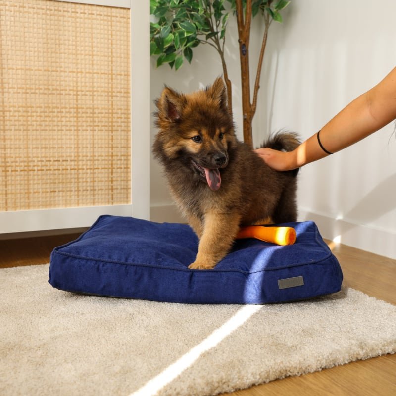 Coussin matelas Zolia Starlight pour chien