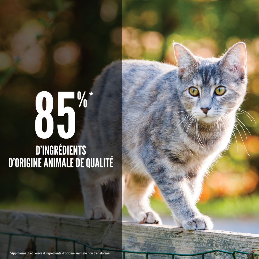Orijen Original Cat : ingr&eacute;dients WholePrey
