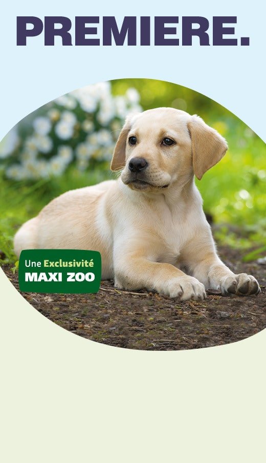 Visuel officiel Premiere exclusivité Maxi Zoo avec un chiot labrador