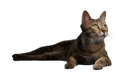 Chat tigré allongé, visuel de marque Purina Pro Plan pour chat