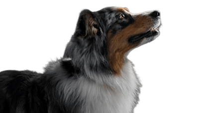 Berger australien, chien égérie de la gamme Purina Pro Plan