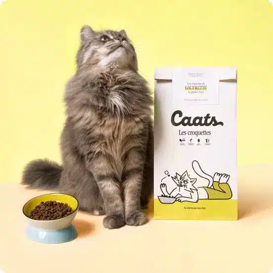 Chat gris à côté d'un sac de croquettes Caats et de sa gamelle