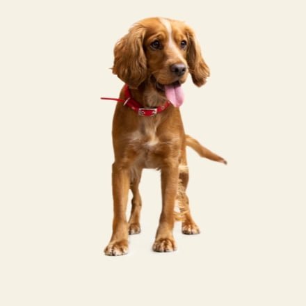Chien : visuel de marque Purina