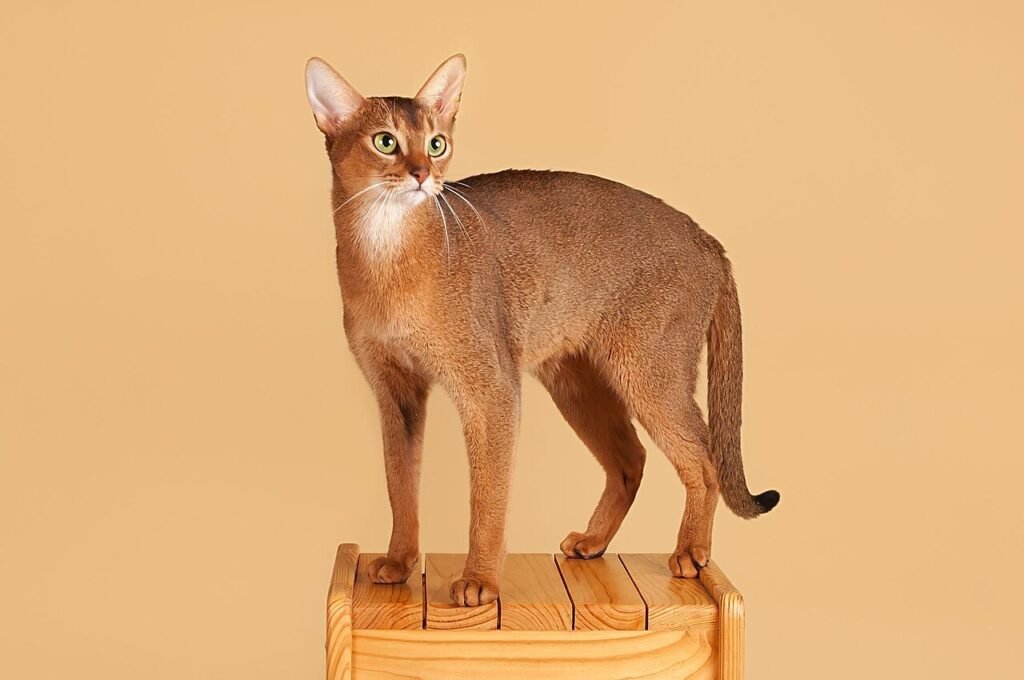 Un chat Abyssin