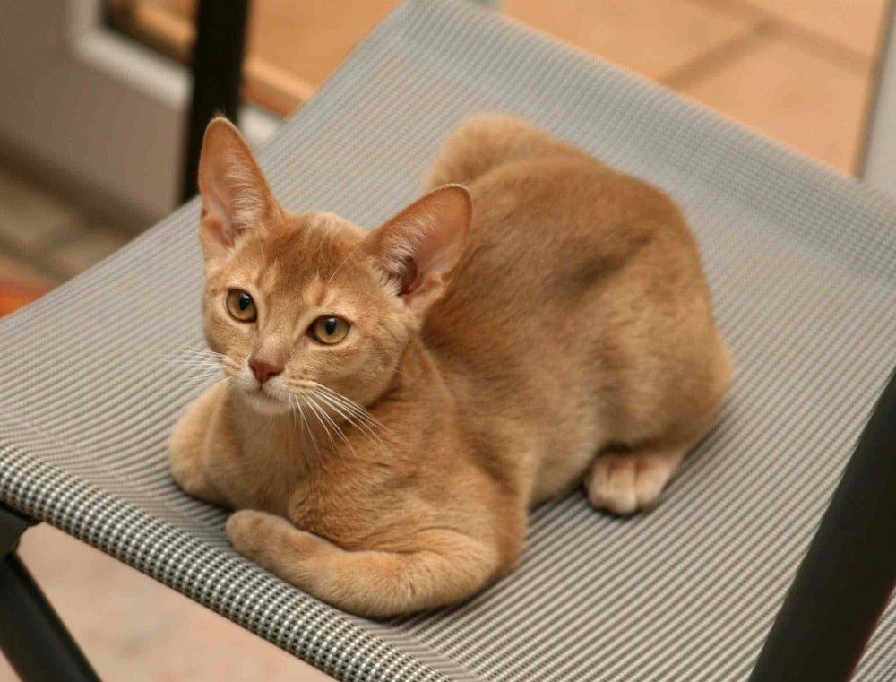 Un chat Abyssin