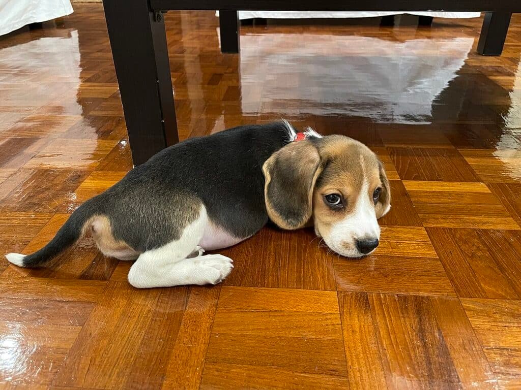 Chiot Beagle allongé sur un parquet