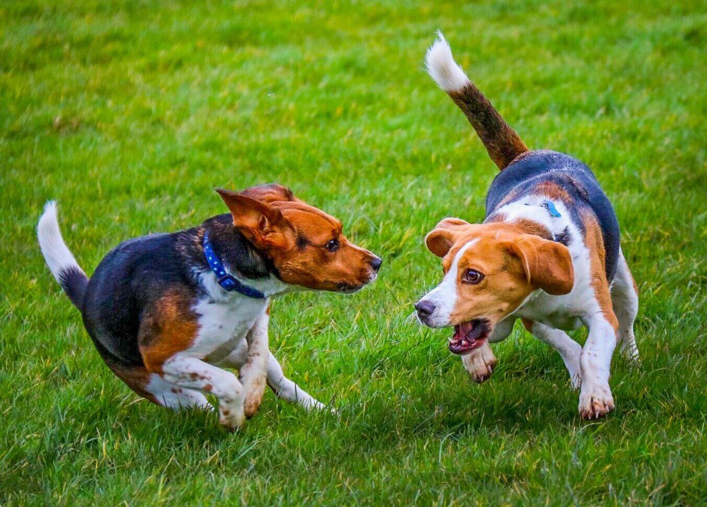 Beagle en action