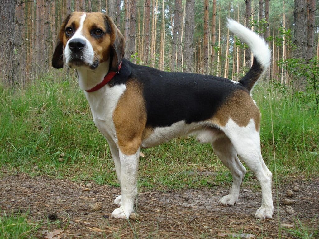 Un Beagle