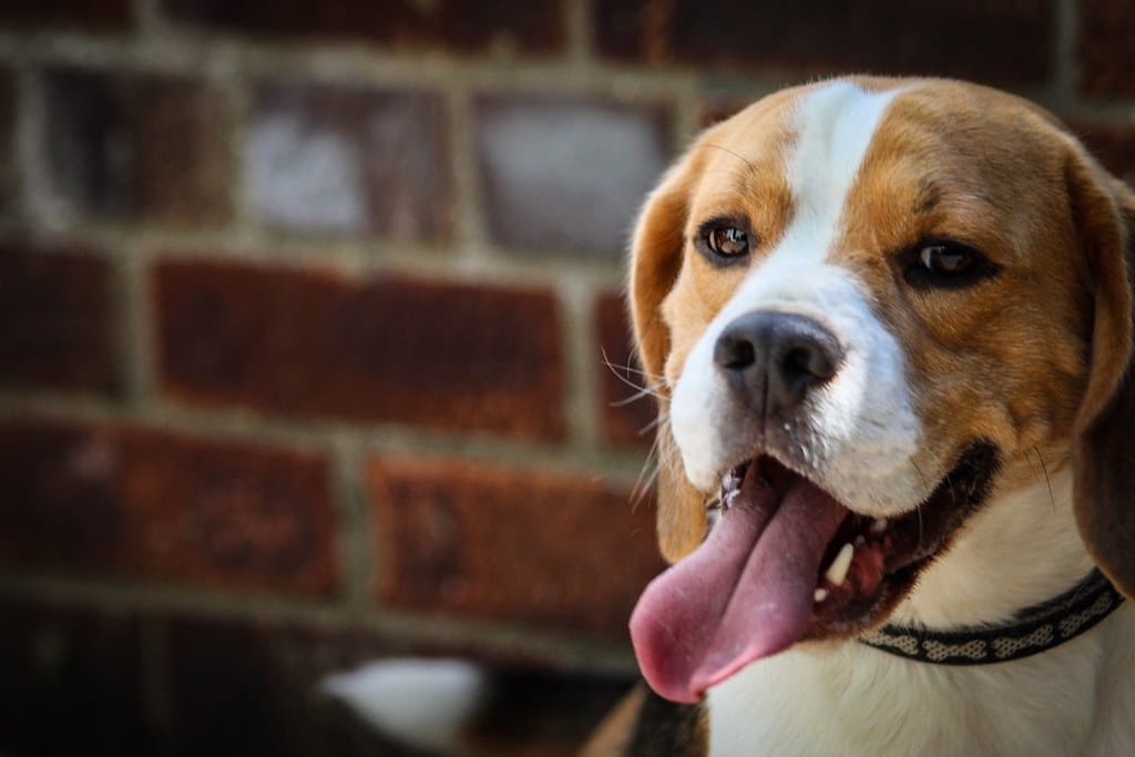 Un Beagle
