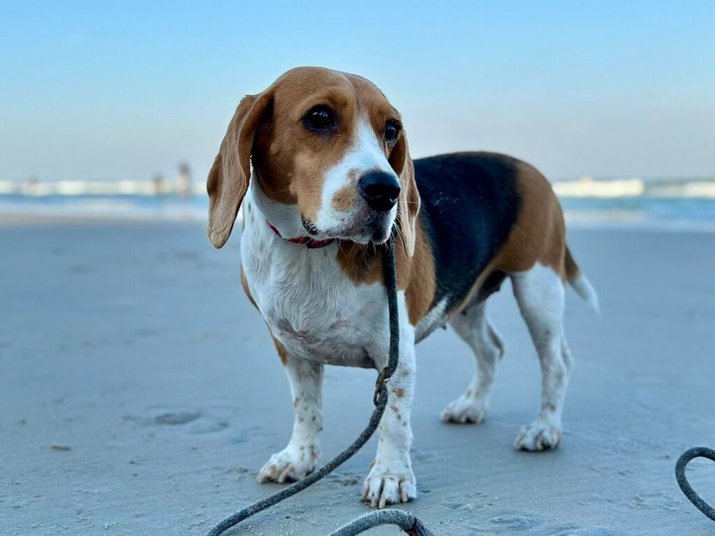 Beagle en laisse sur une plage