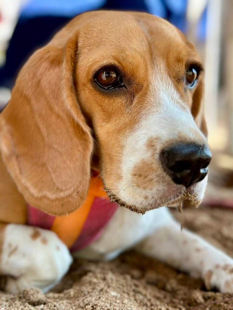 Portrait d'un Beagle assis