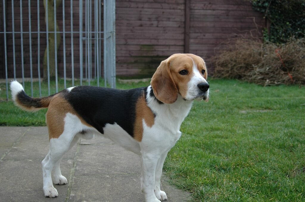 Beagle tricolore debout dans un jardin
